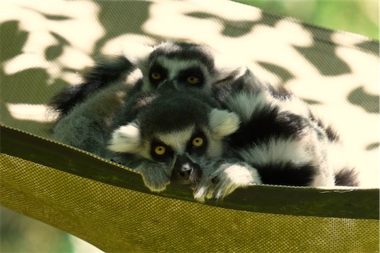 Lemurs 0603